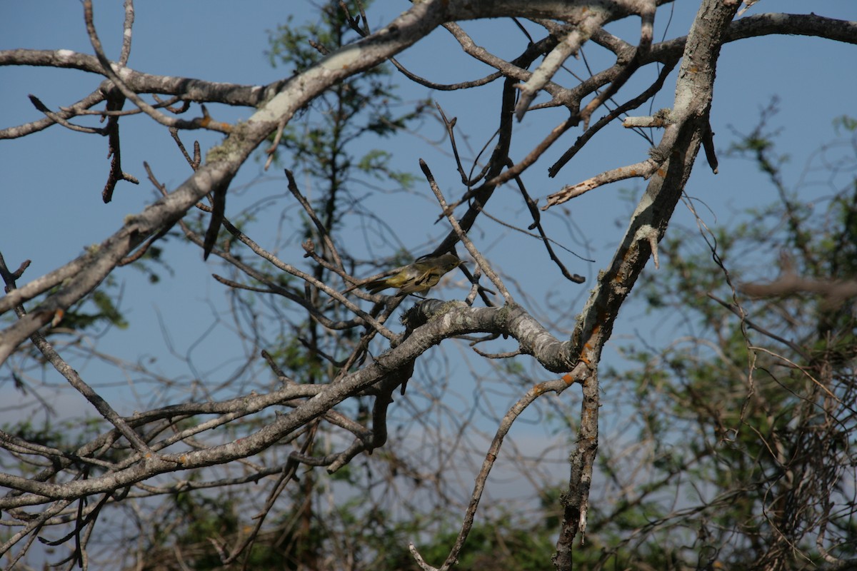 Yellow Warbler - ML126320241