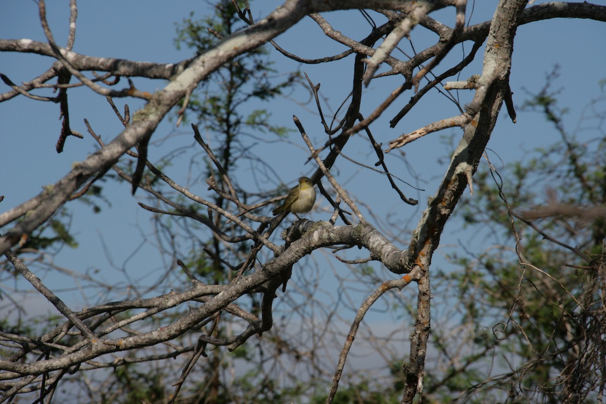 Yellow Warbler - ML126320251