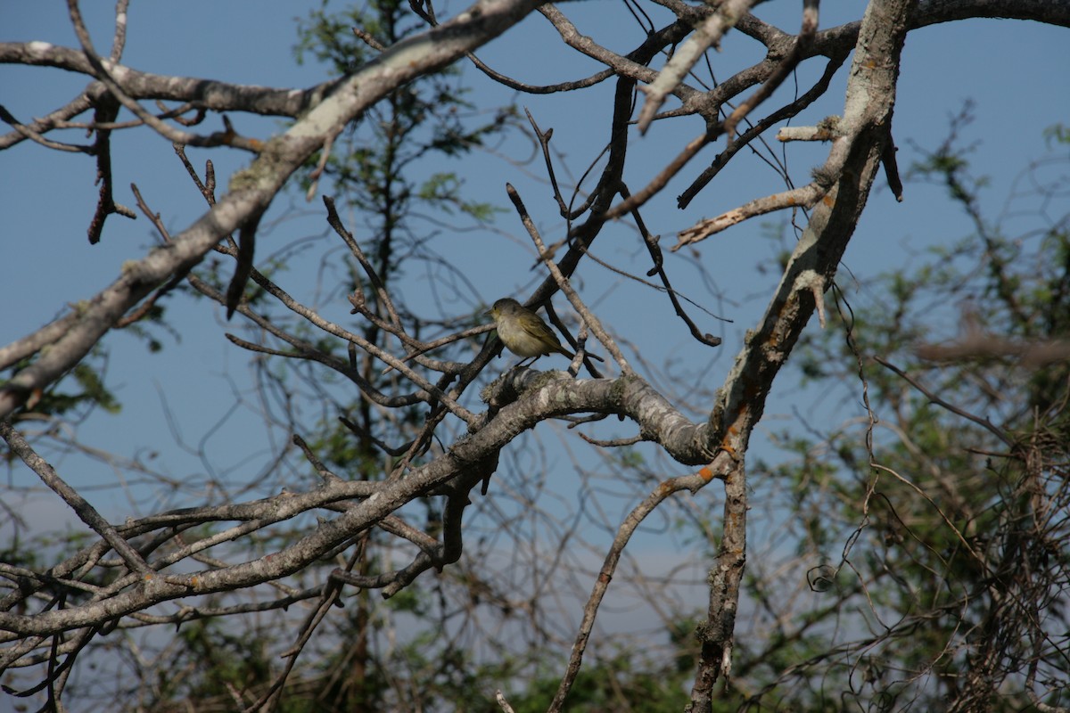 Yellow Warbler - ML126320261