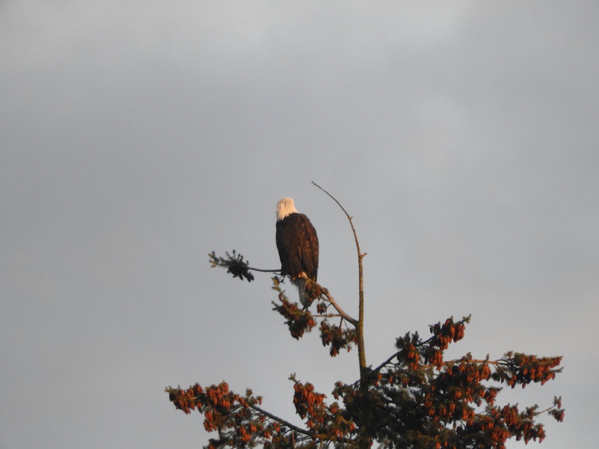 Bald Eagle - ML126320371