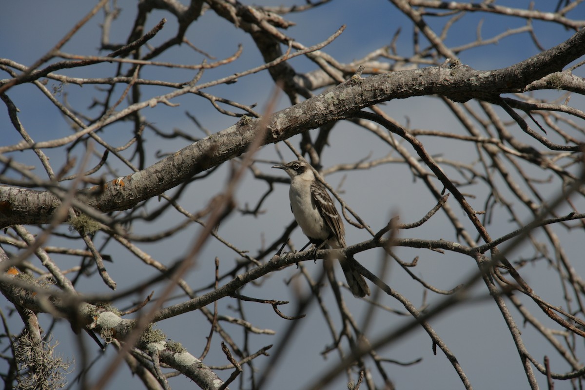 Galapagos Mockingbird - ML126320521