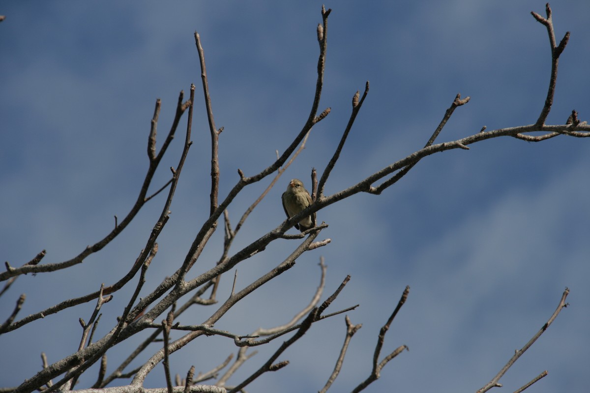 Small Tree-Finch - ML126320641