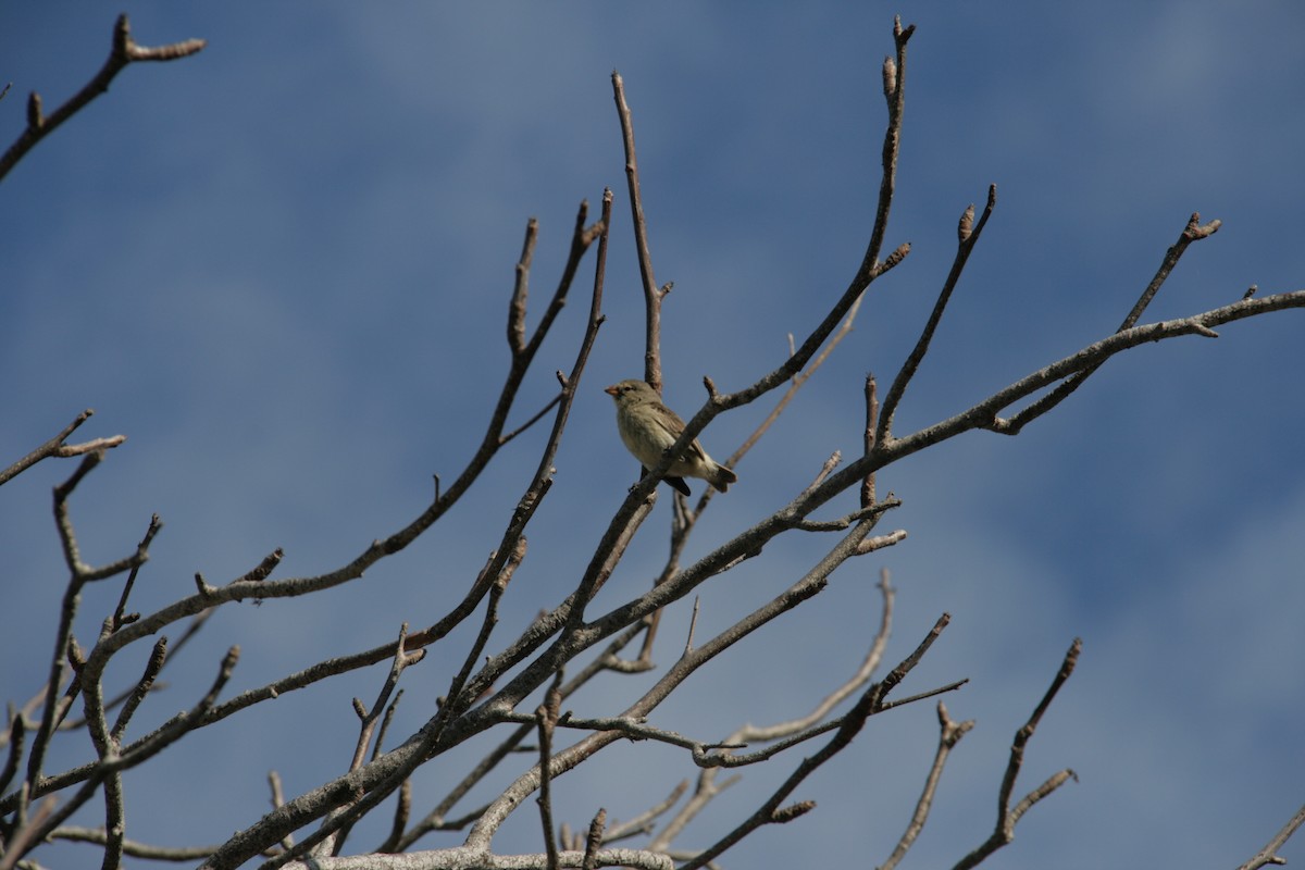 Small Tree-Finch - ML126320651