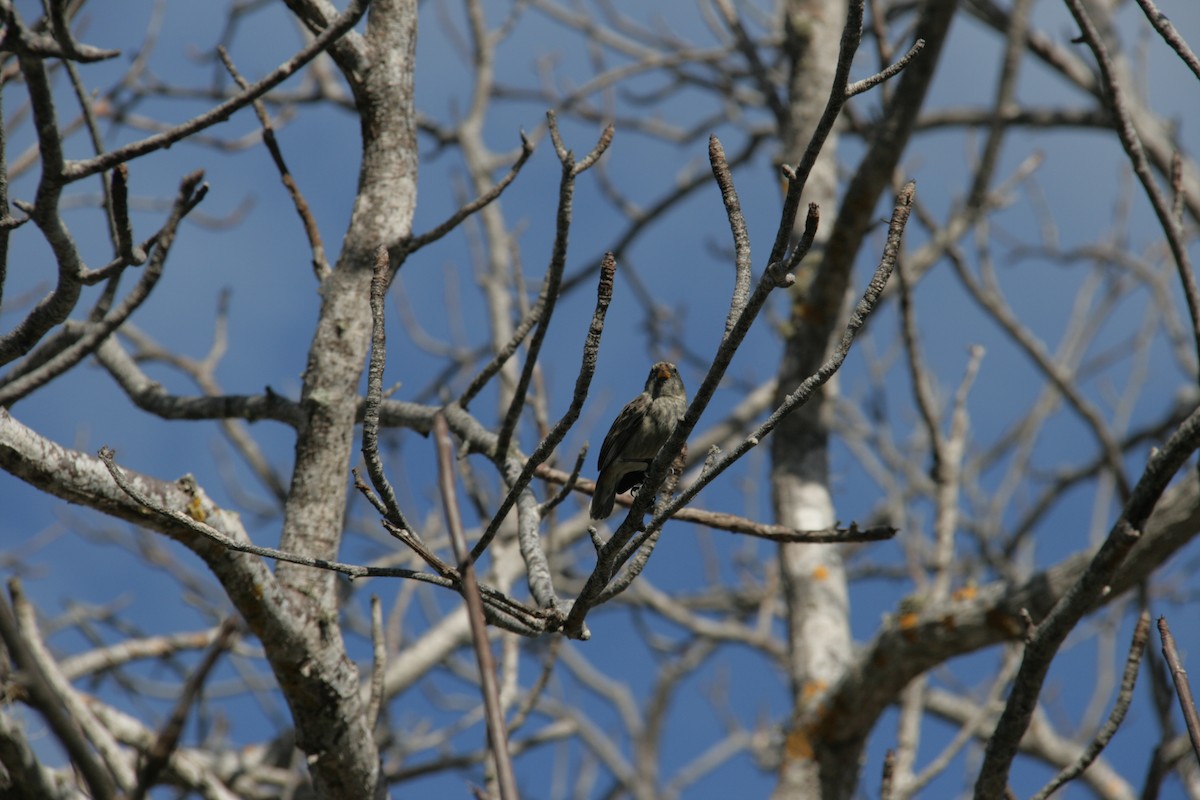 Small Ground-Finch - Rick Stankiewicz