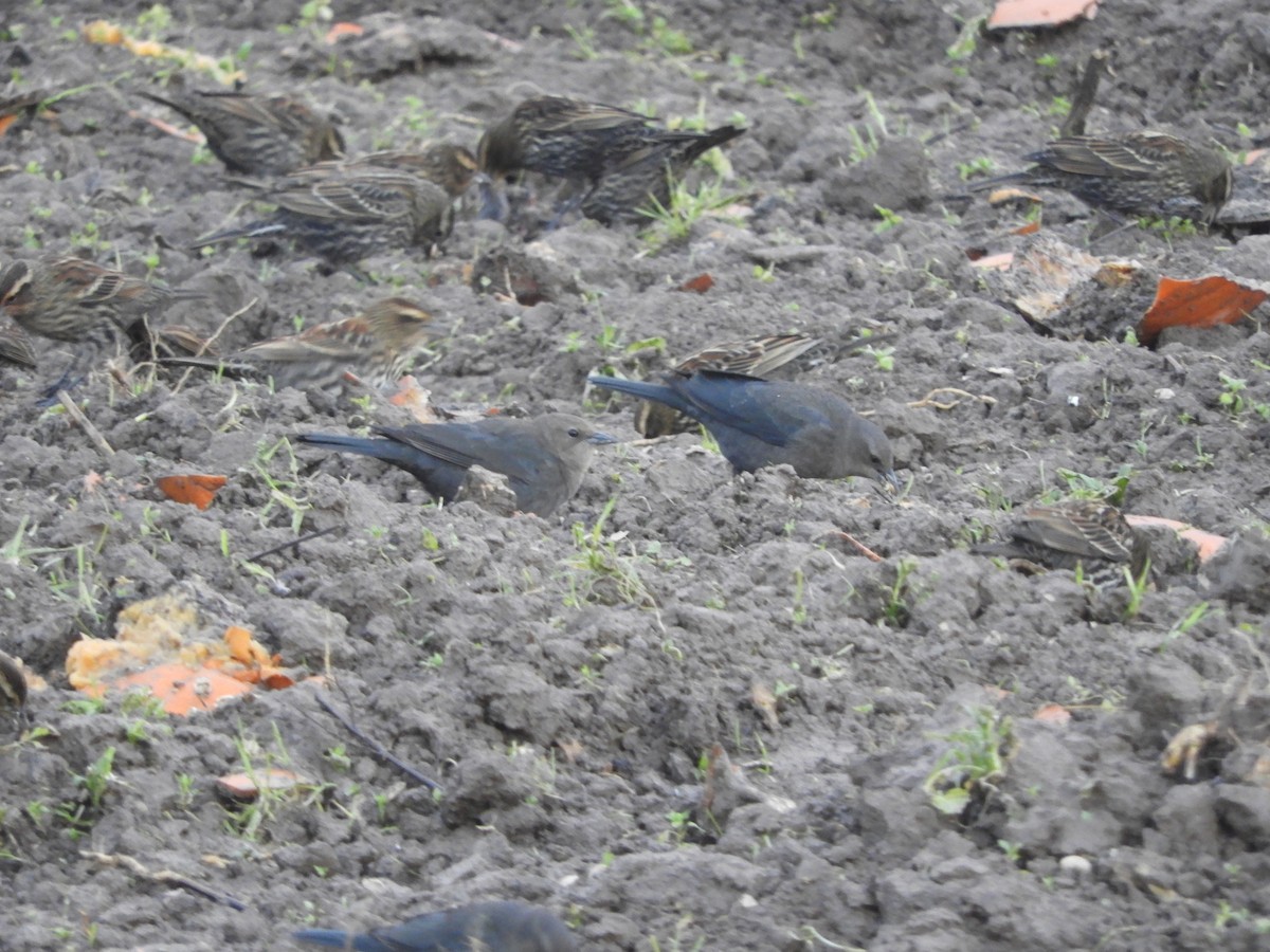 Brewer's Blackbird - ML126320911