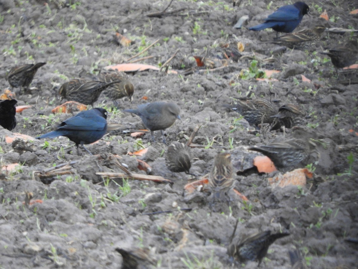 Brewer's Blackbird - ML126320971