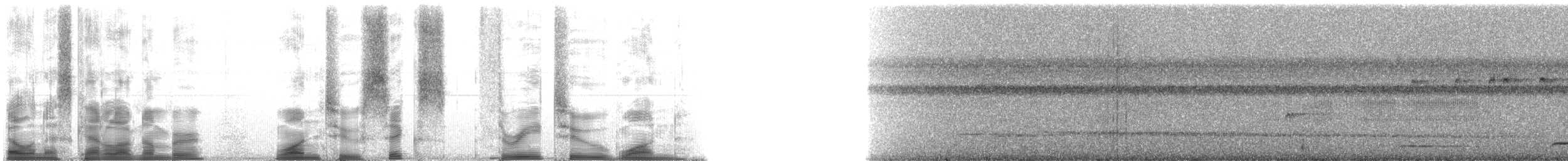 Brown Capuchin - ML126321