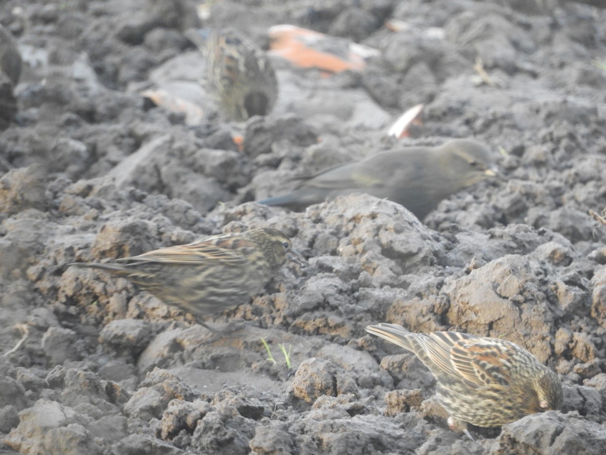 Red-winged Blackbird - ML126321061