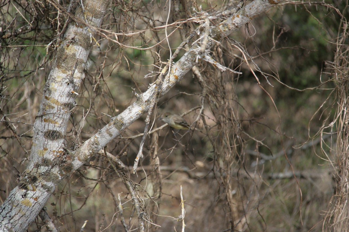 Galapagos Flycatcher - ML126321631