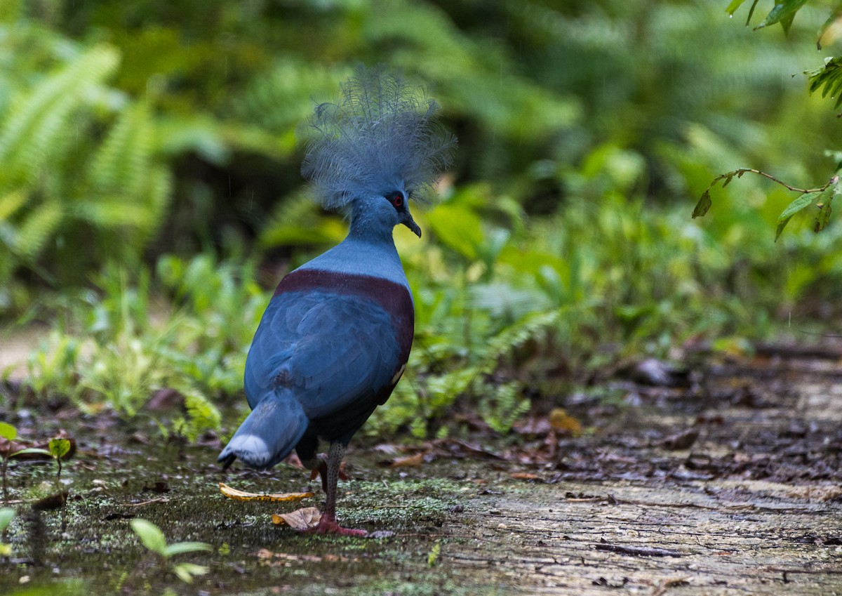 Western Crowned-Pigeon - ML126321801