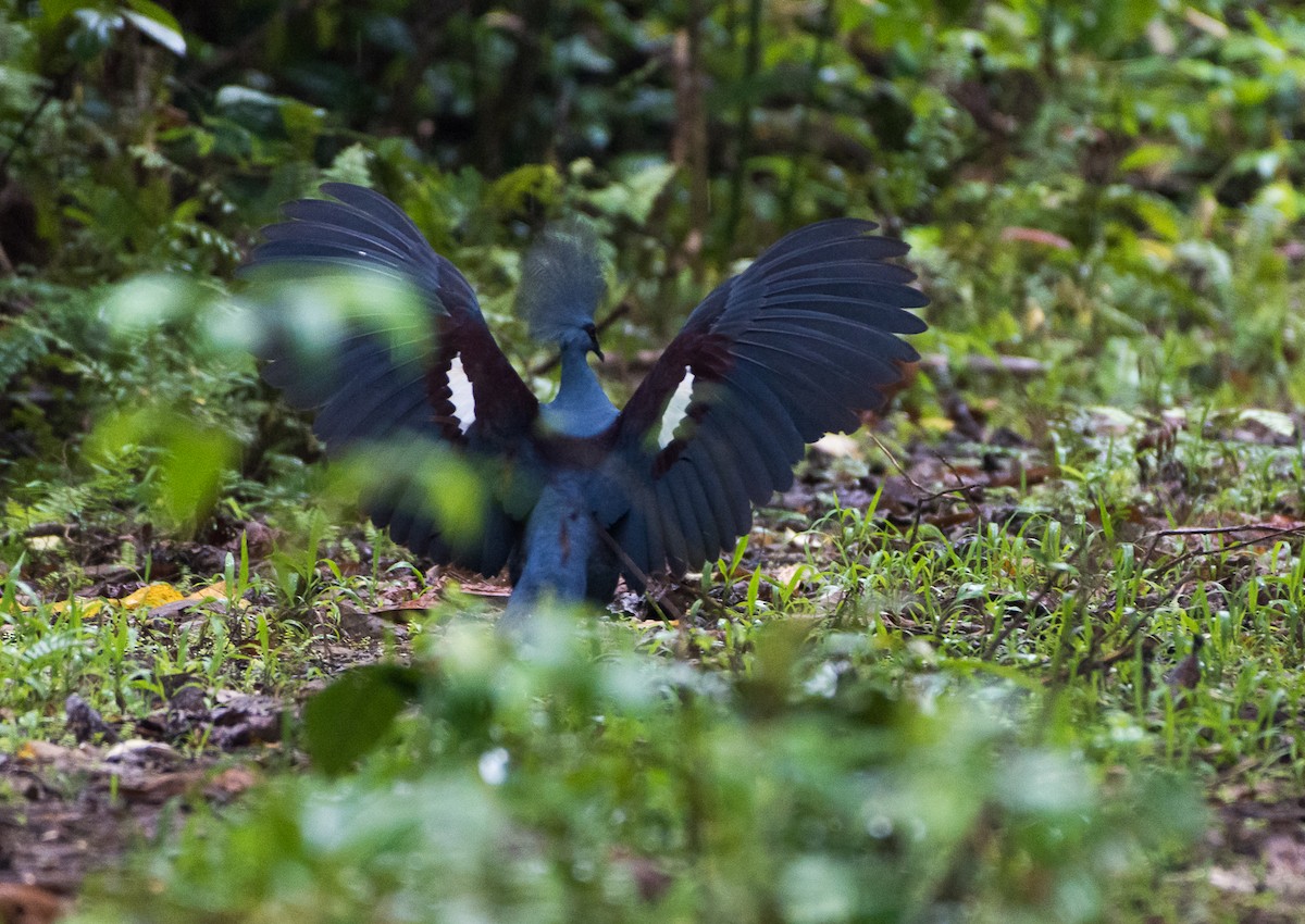 Western Crowned-Pigeon - ML126321811