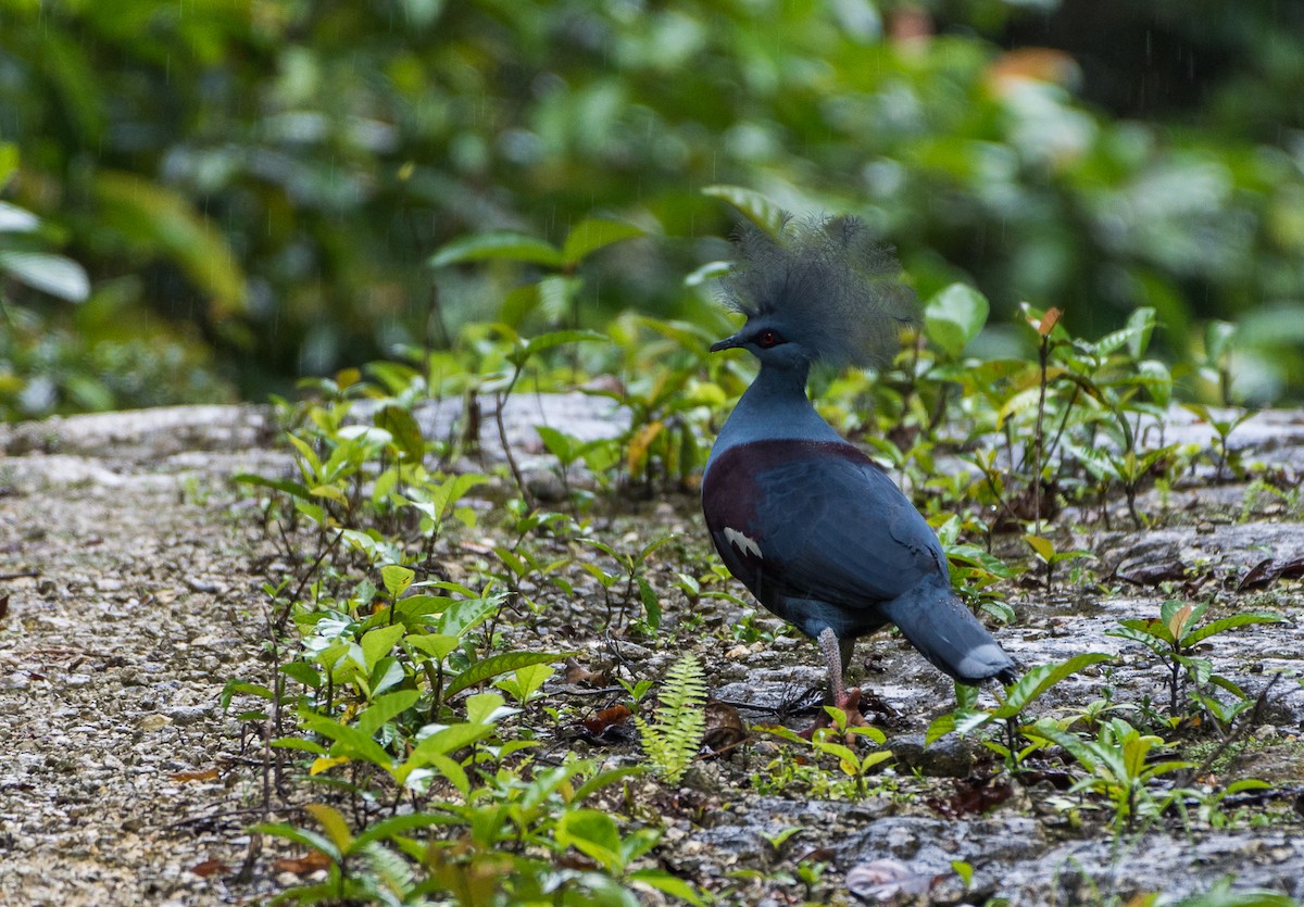 Western Crowned-Pigeon - ML126321821