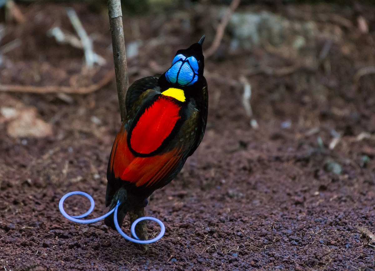Wilson's Bird-of-Paradise - Lisa & Li Li