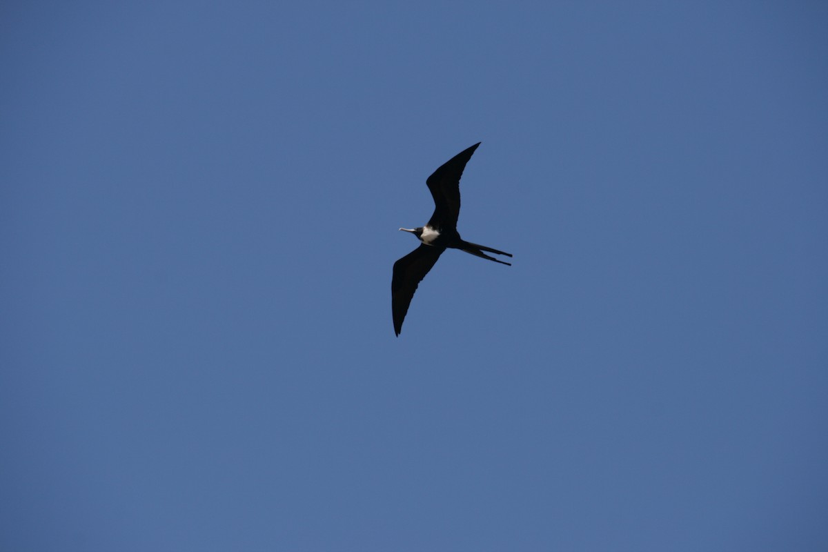 frigatebird sp. - ML126322111