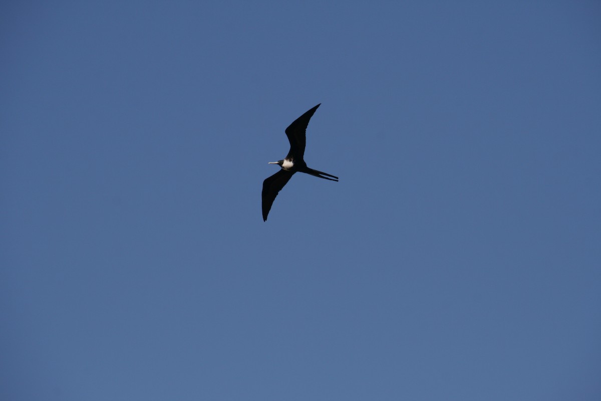 frigatebird sp. - Rick Stankiewicz