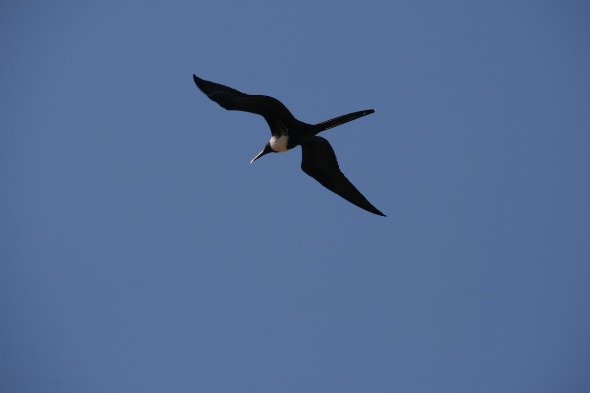 frigatebird sp. - ML126322151