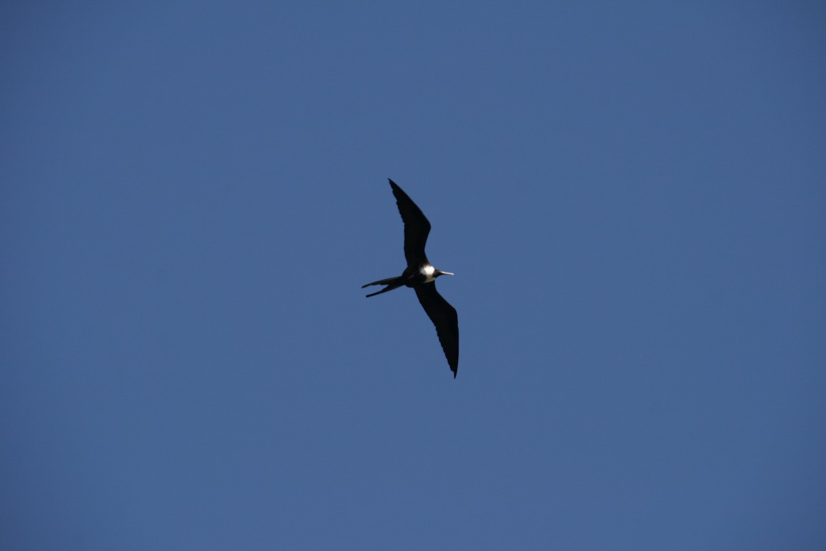 frigatebird sp. - ML126322161