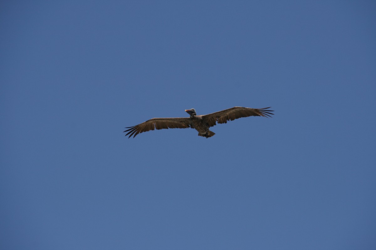 Brown Pelican - ML126322481