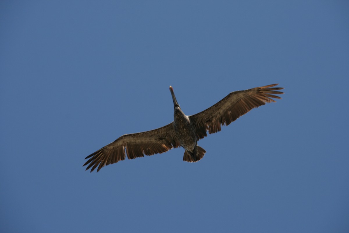 Brown Pelican - ML126322491