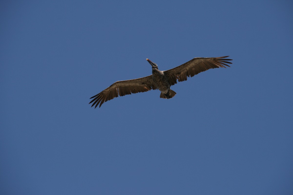 Brown Pelican - ML126322511