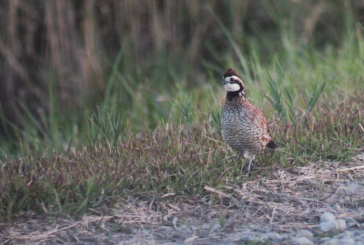 Northern Bobwhite - Martina Nordstrand