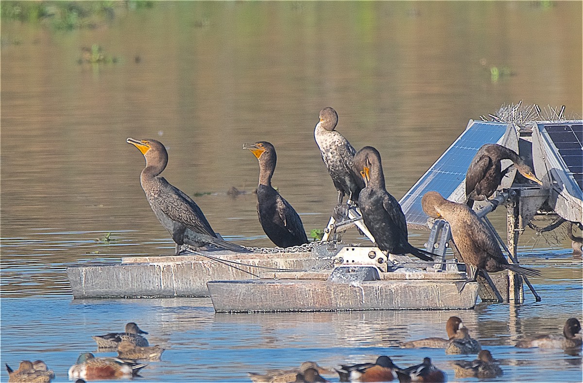 Double-crested Cormorant - Harlan Stewart