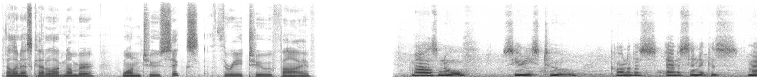 Mantled Guereza - ML126325