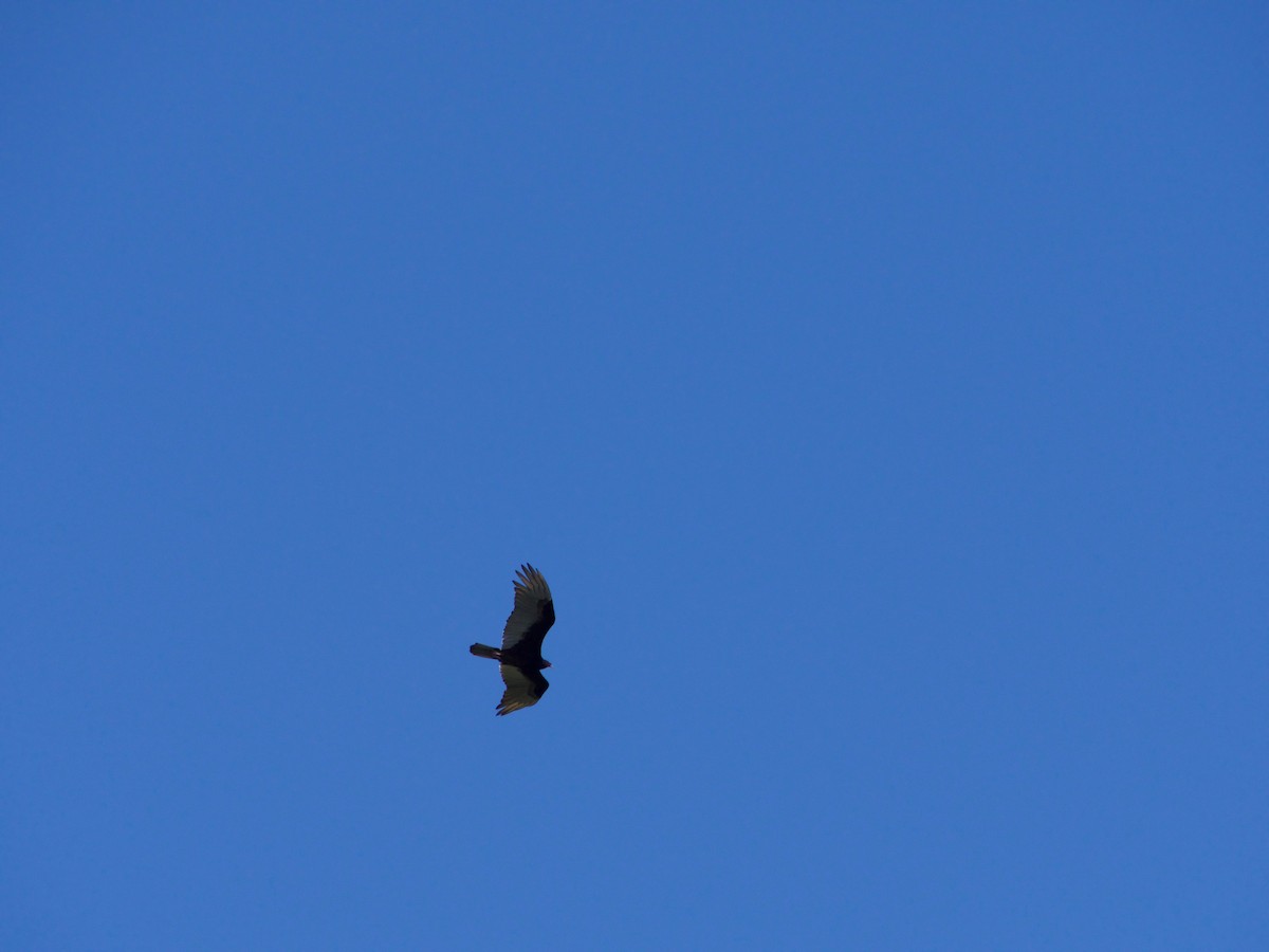 Turkey Vulture - Andy McGann