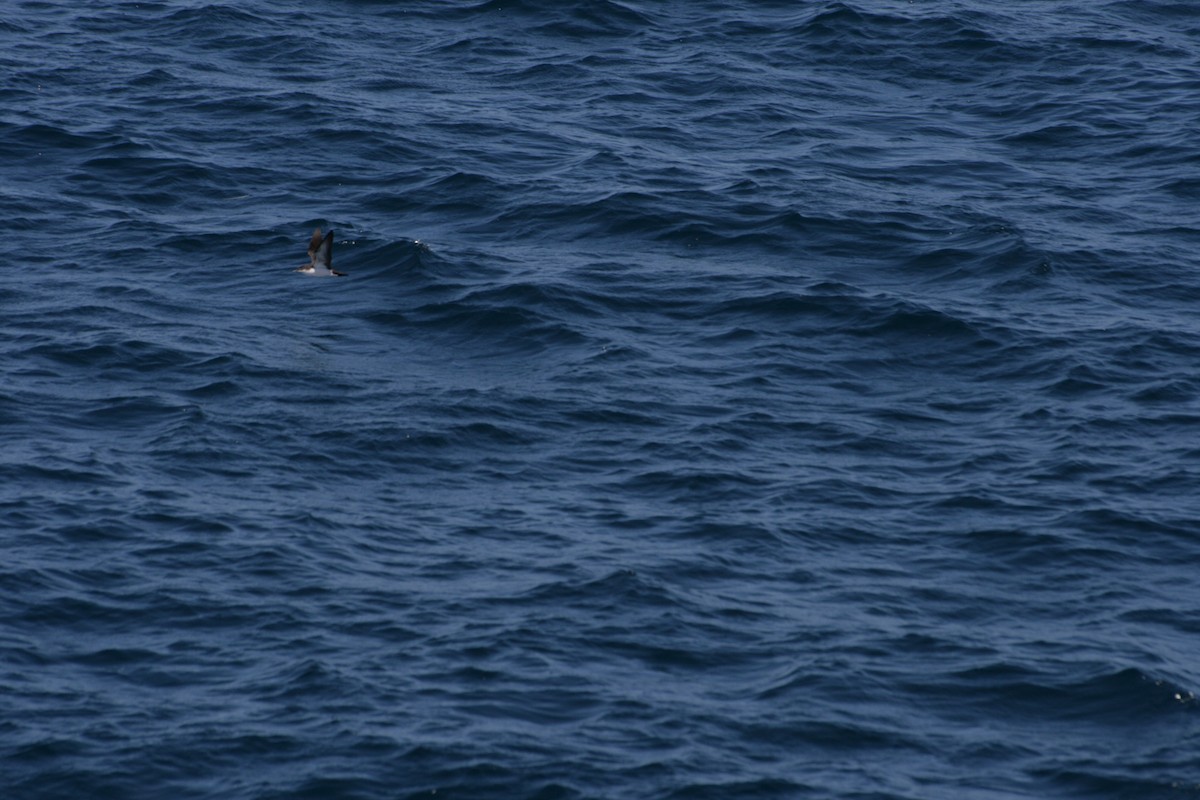 Galapagos Shearwater - ML126325591