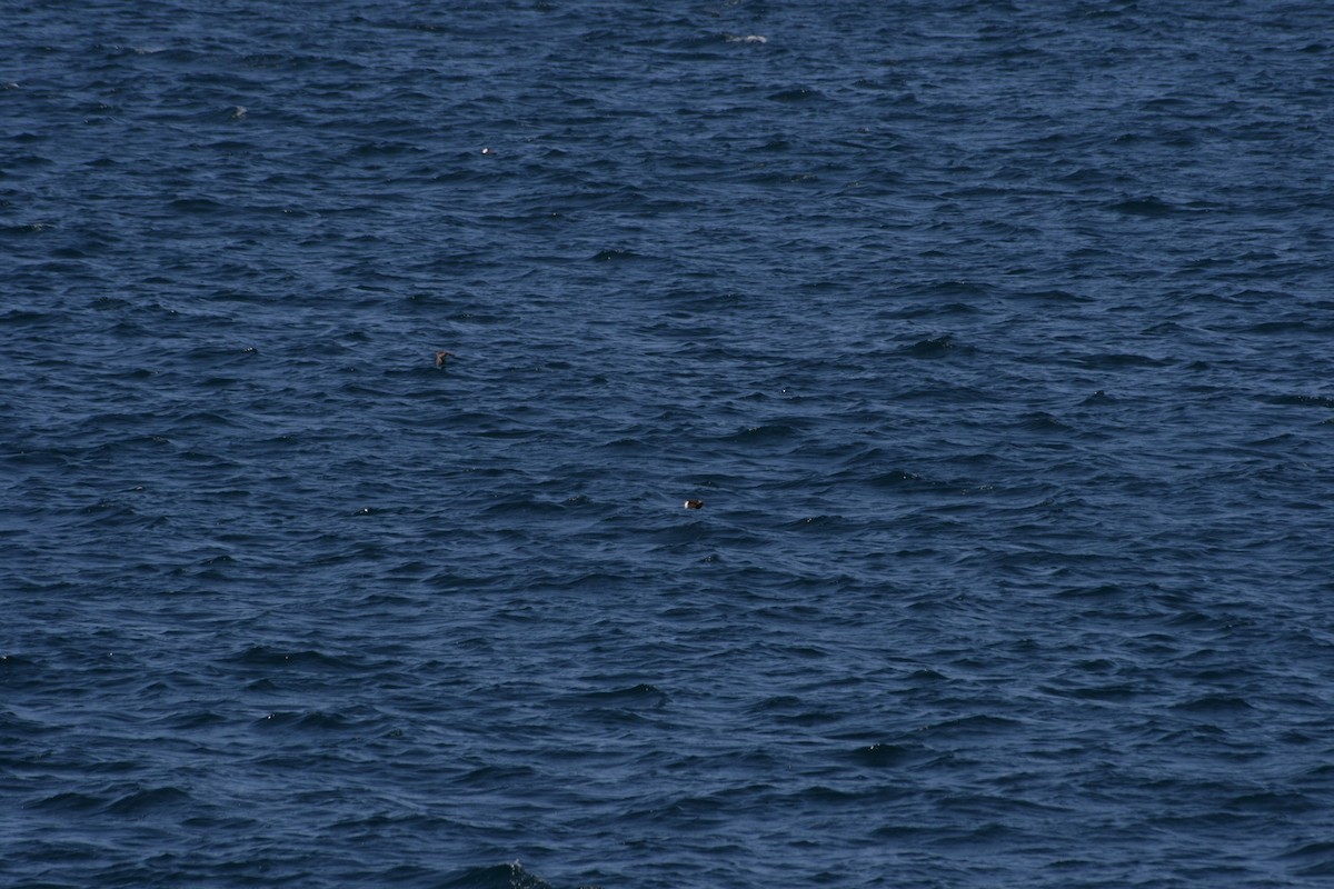 Galapagos Shearwater - ML126325611