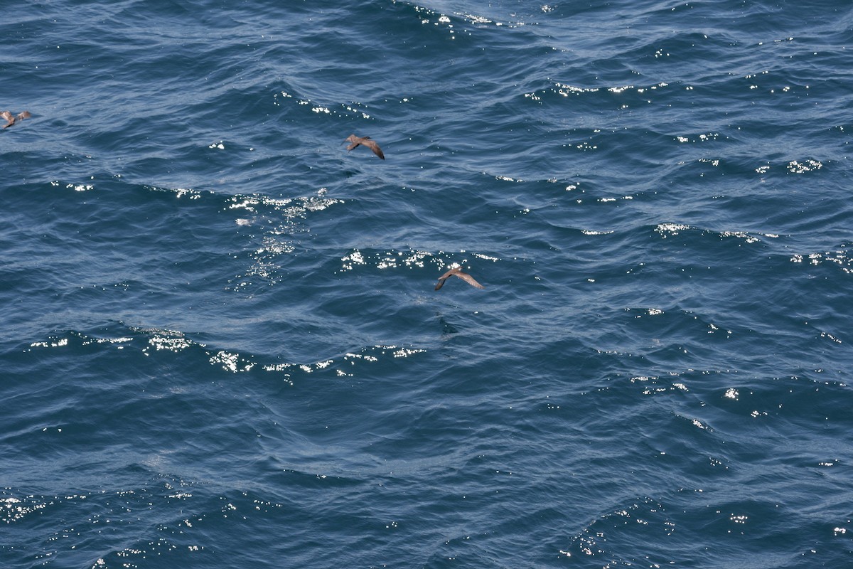 Galapagos Shearwater - ML126325621