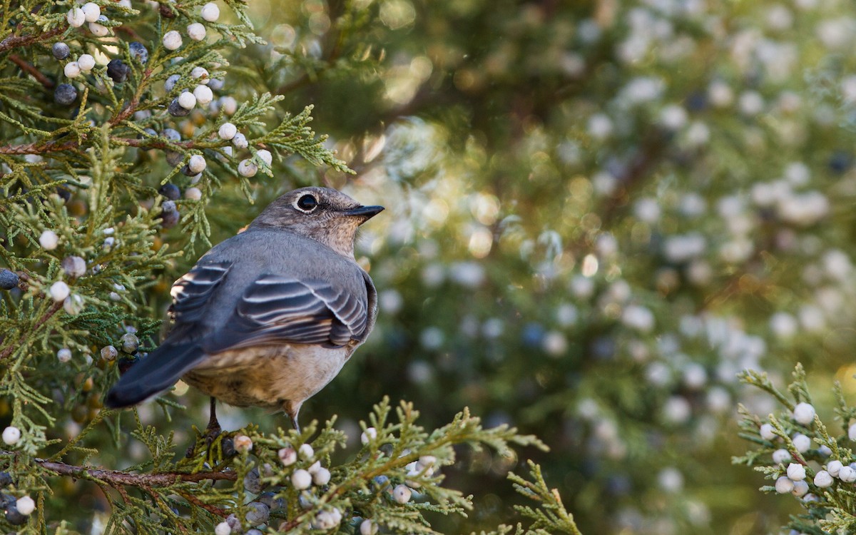 Townsend's Solitaire - ML126325751