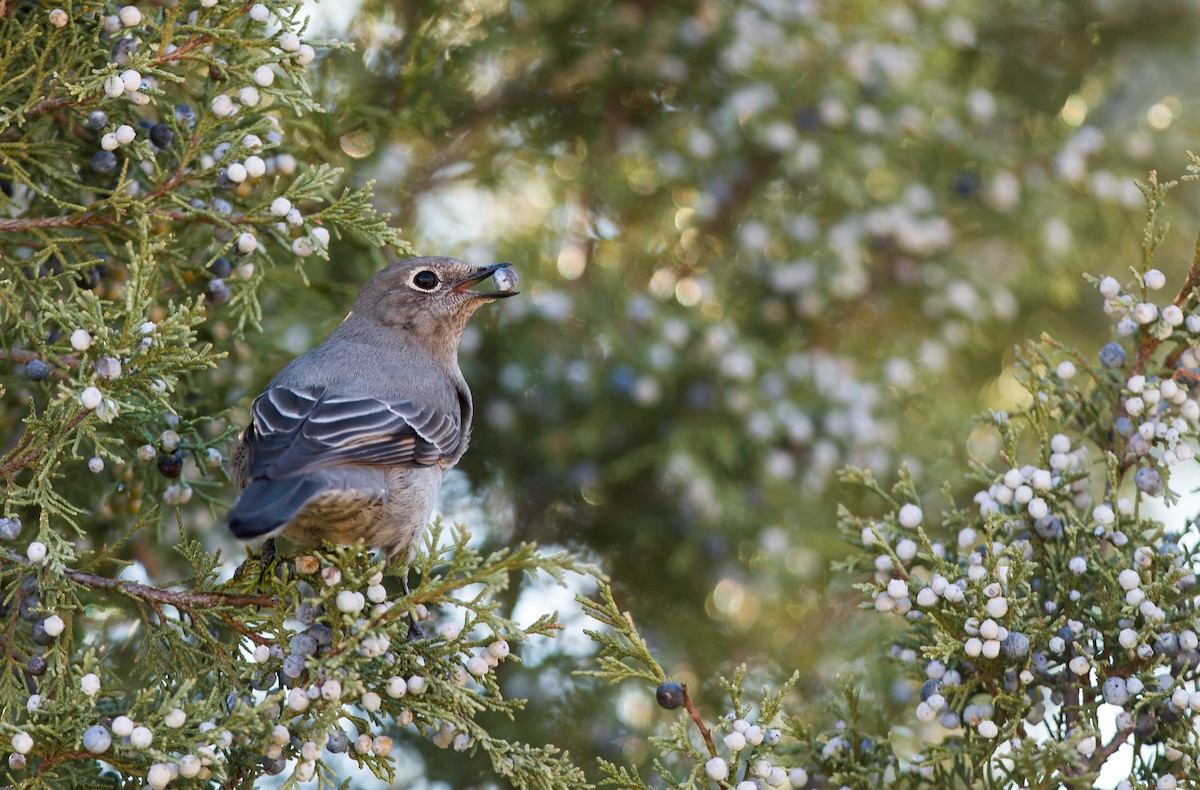 Townsend's Solitaire - ML126325761