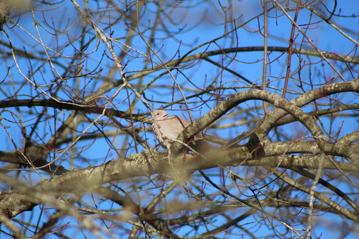 Eurasian Collared-Dove - Dan Kuhlman