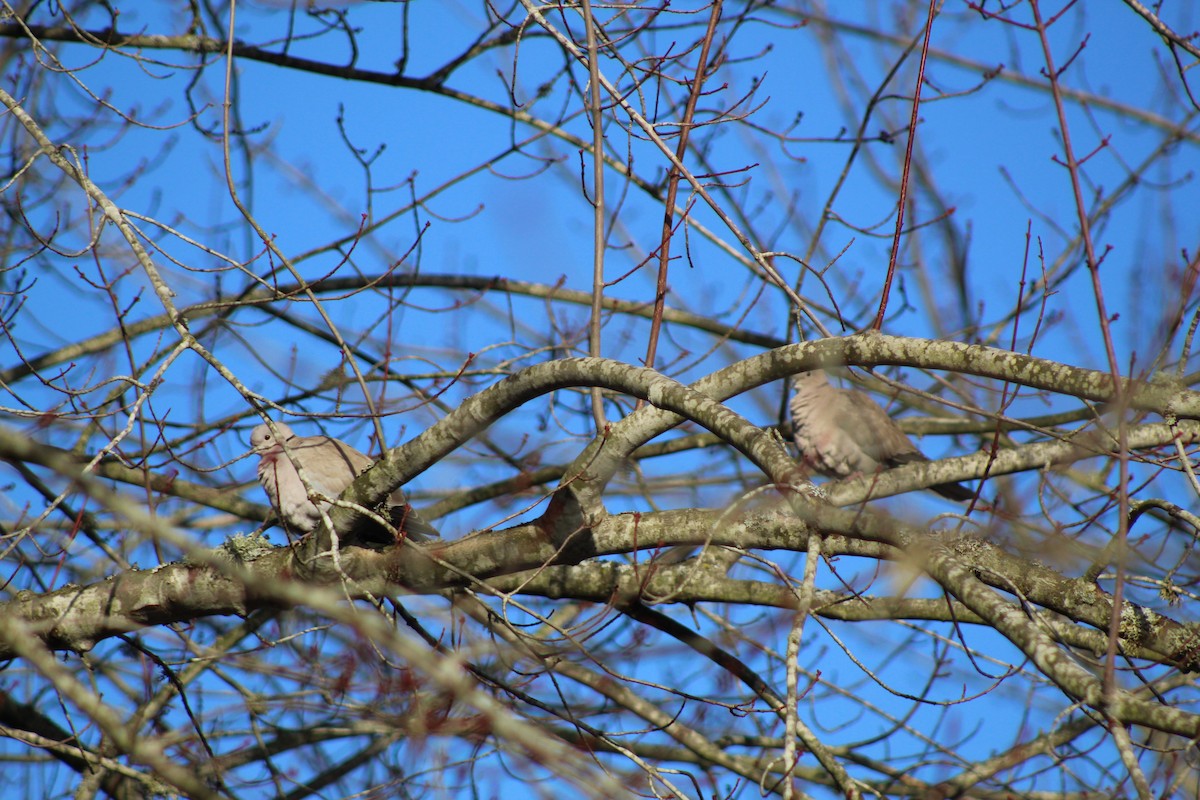 Eurasian Collared-Dove - ML126326631