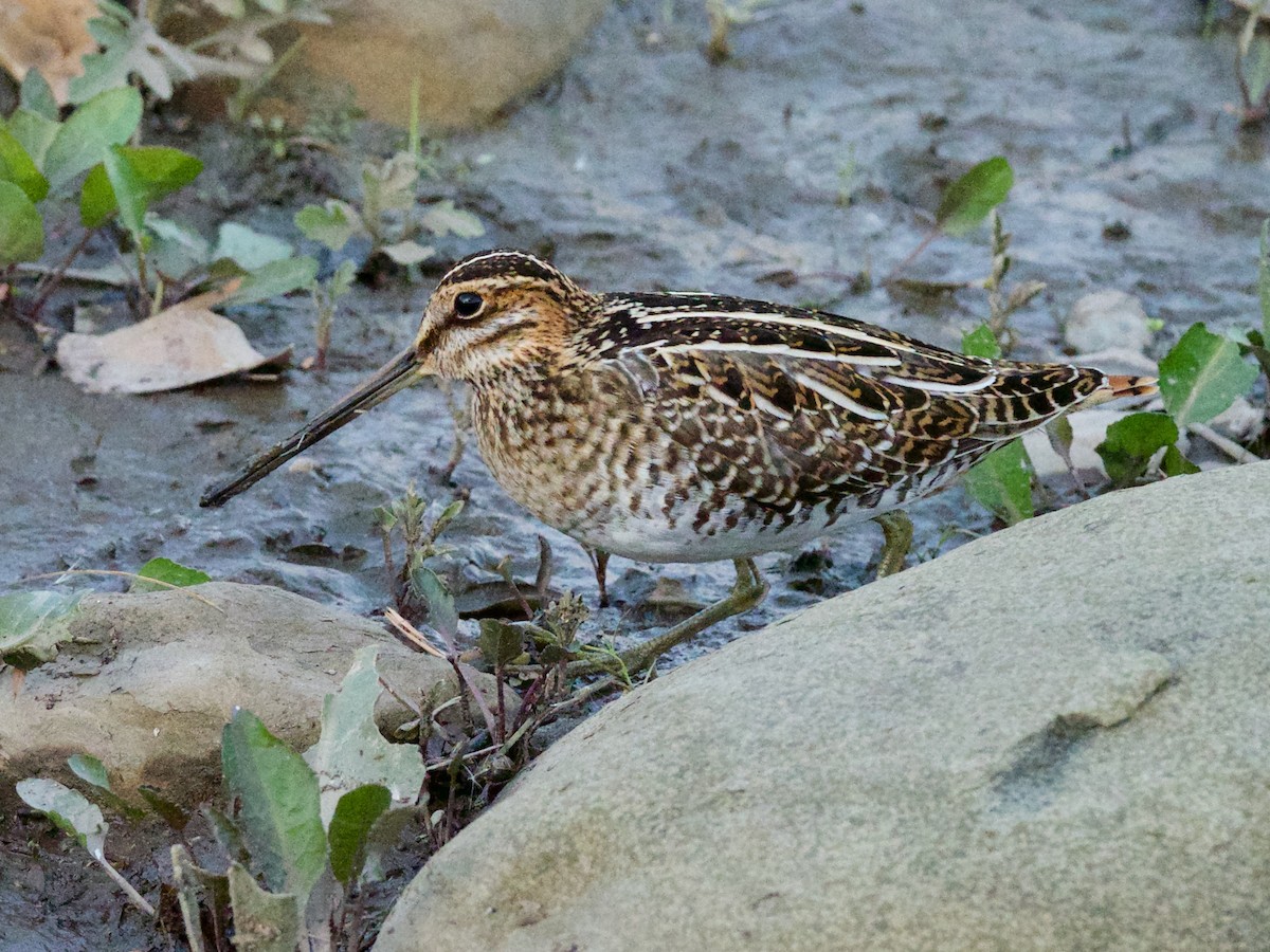 Wilson's Snipe - Steven Hunter