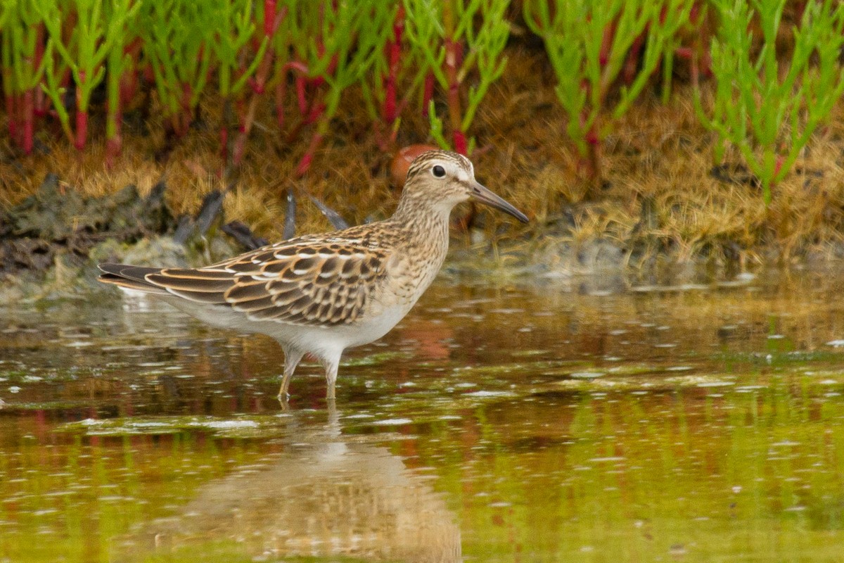 Graubrust-Strandläufer - ML126328101