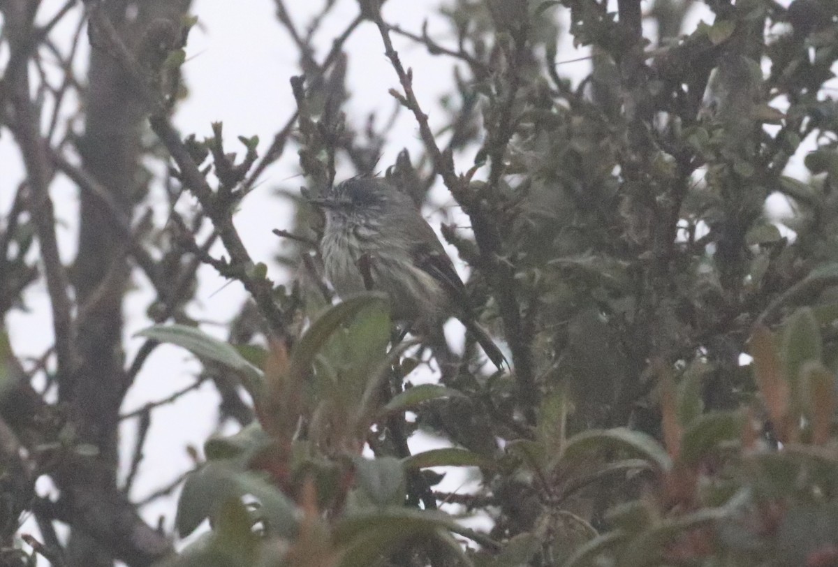 Taurillon mésange - ML126329151