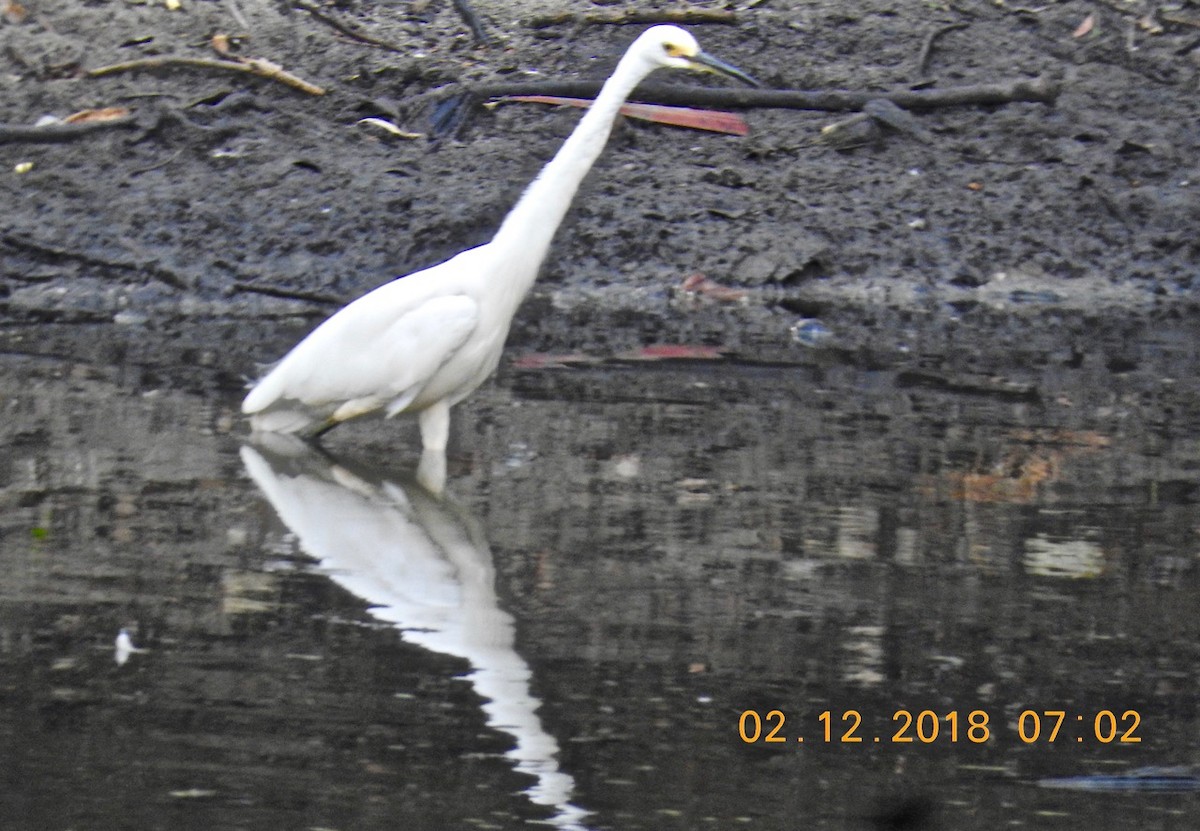 Хурган дэглий - ML126329411