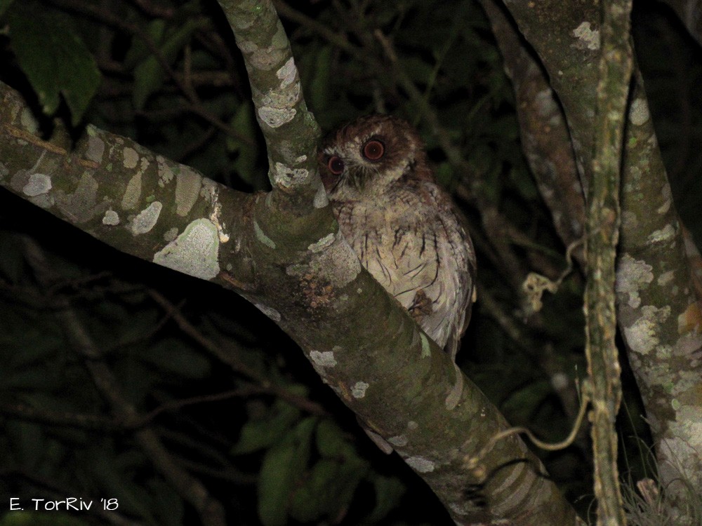Puerto Rican Owl - Eric Torres-Rivera