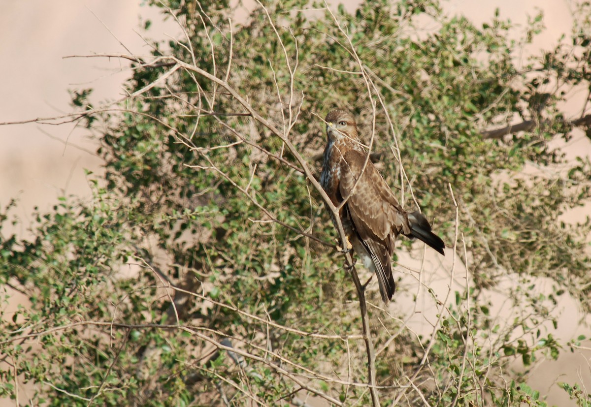 Common Buzzard (Steppe) - ML126331641