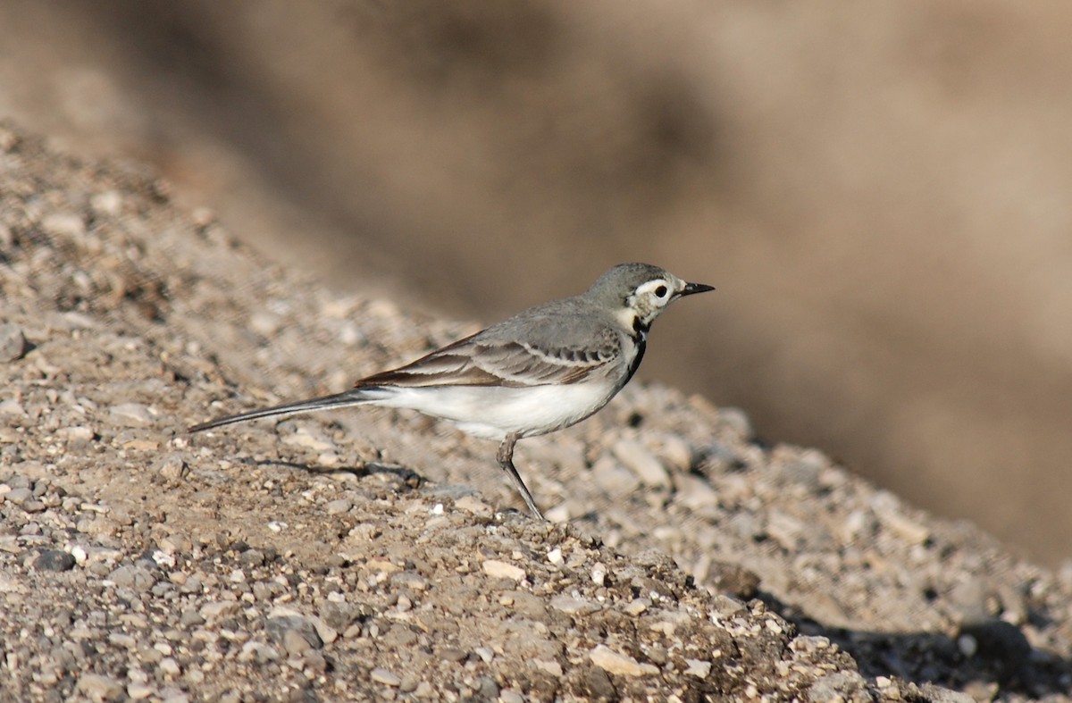 Lavandera Blanca (blanca euroasiática) - ML126331741