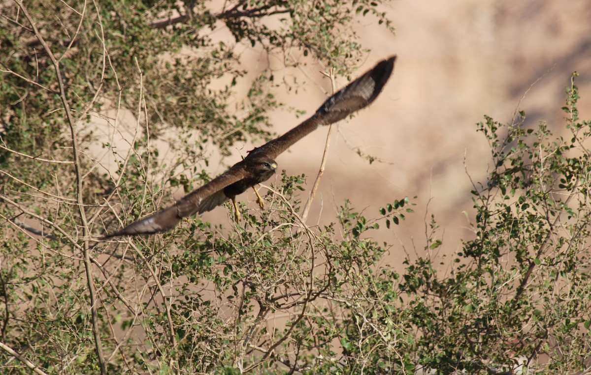 Mäusebussard (vulpinus/menetriesi) - ML126331761