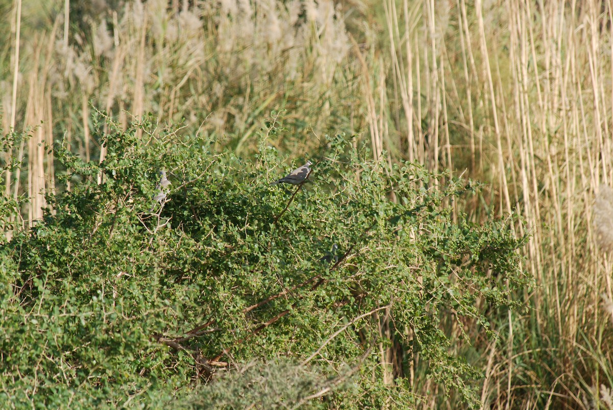 Eurasian Collared-Dove - ML126331981