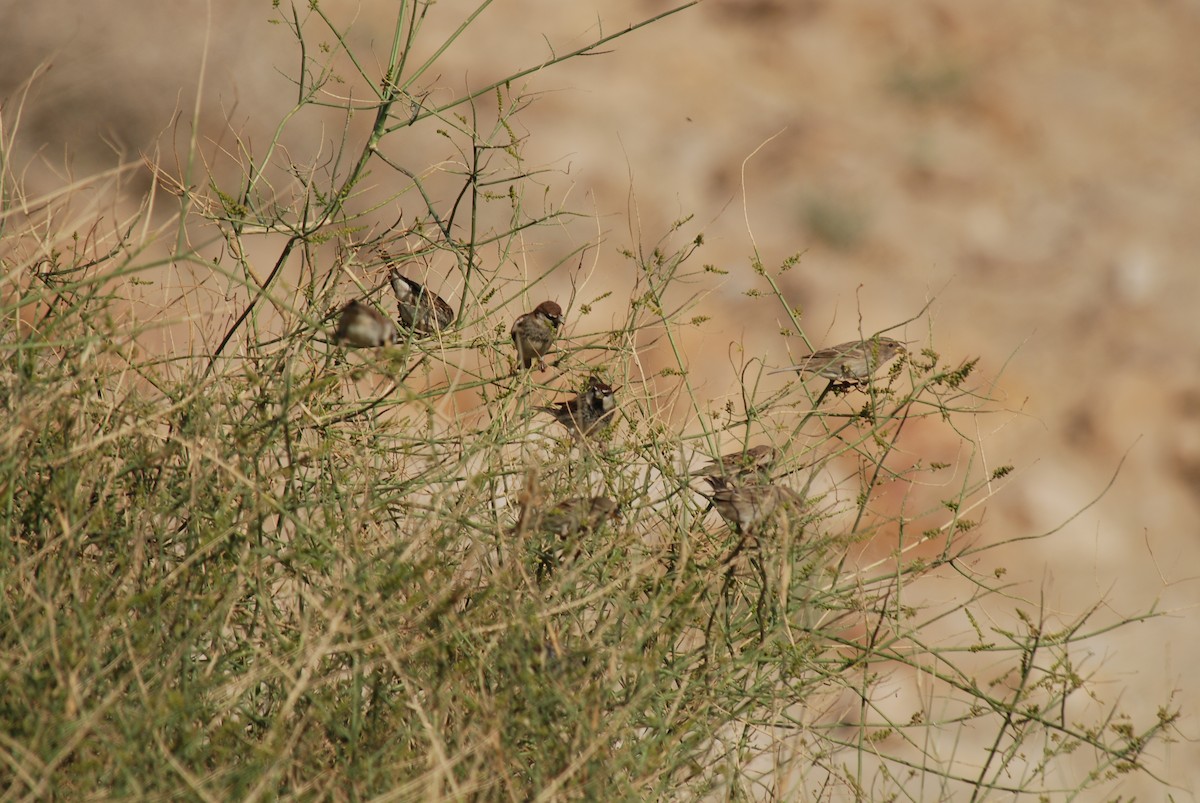 Spanish Sparrow - ML126332131