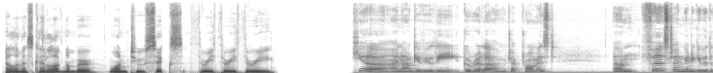 Gorilla occidentale - ML126333