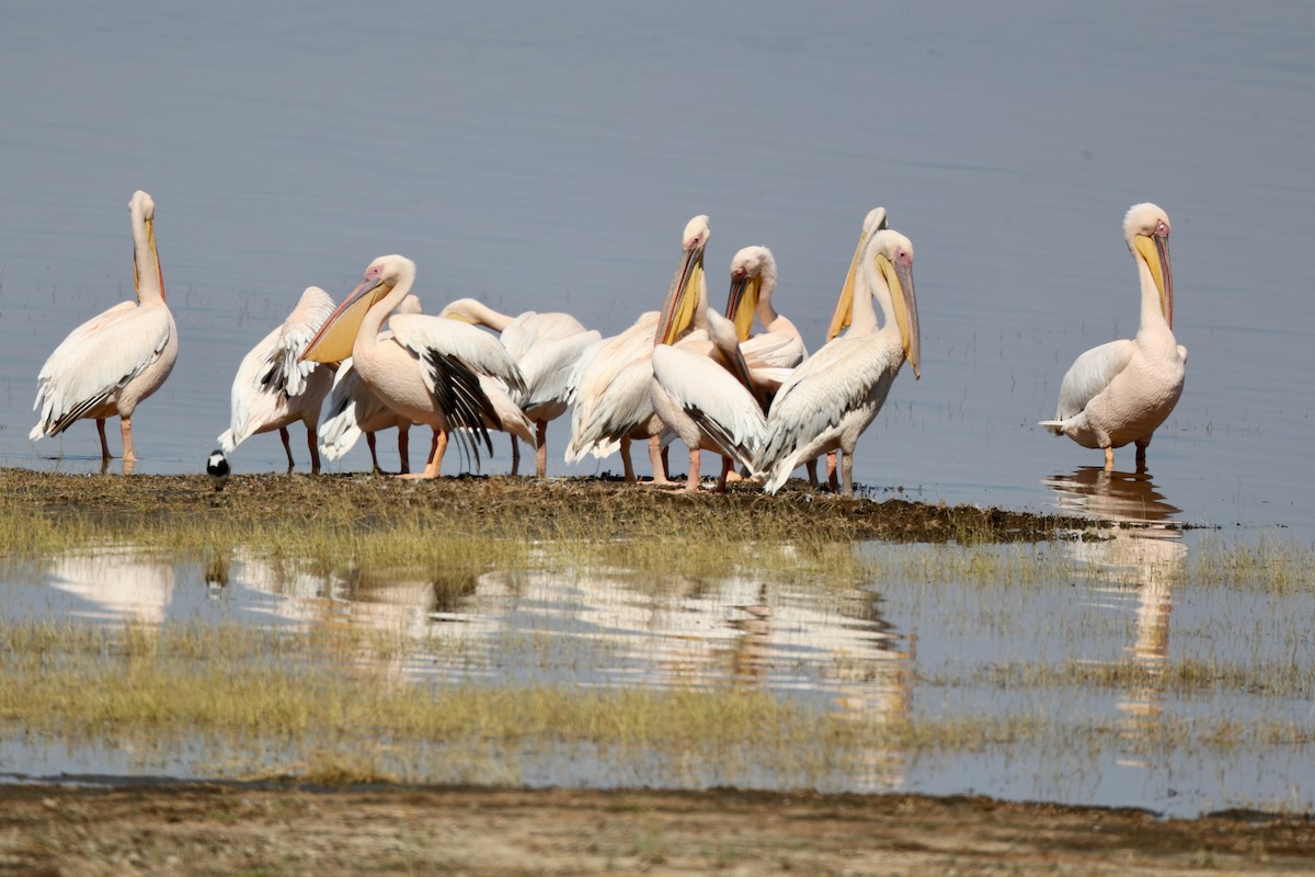 Great White Pelican - Ting-Wei (廷維) HUNG (洪)