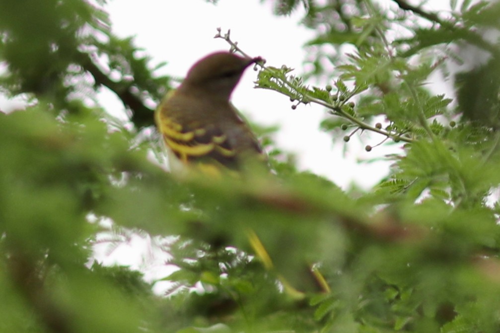 Black Cuckooshrike - ML126334291