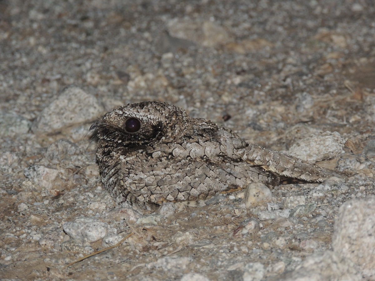 Common Poorwill - ML126335231