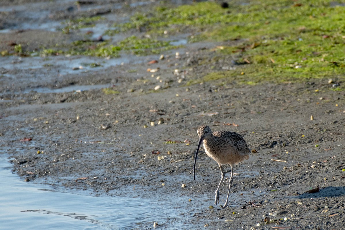 Long-billed Curlew - James McNamara